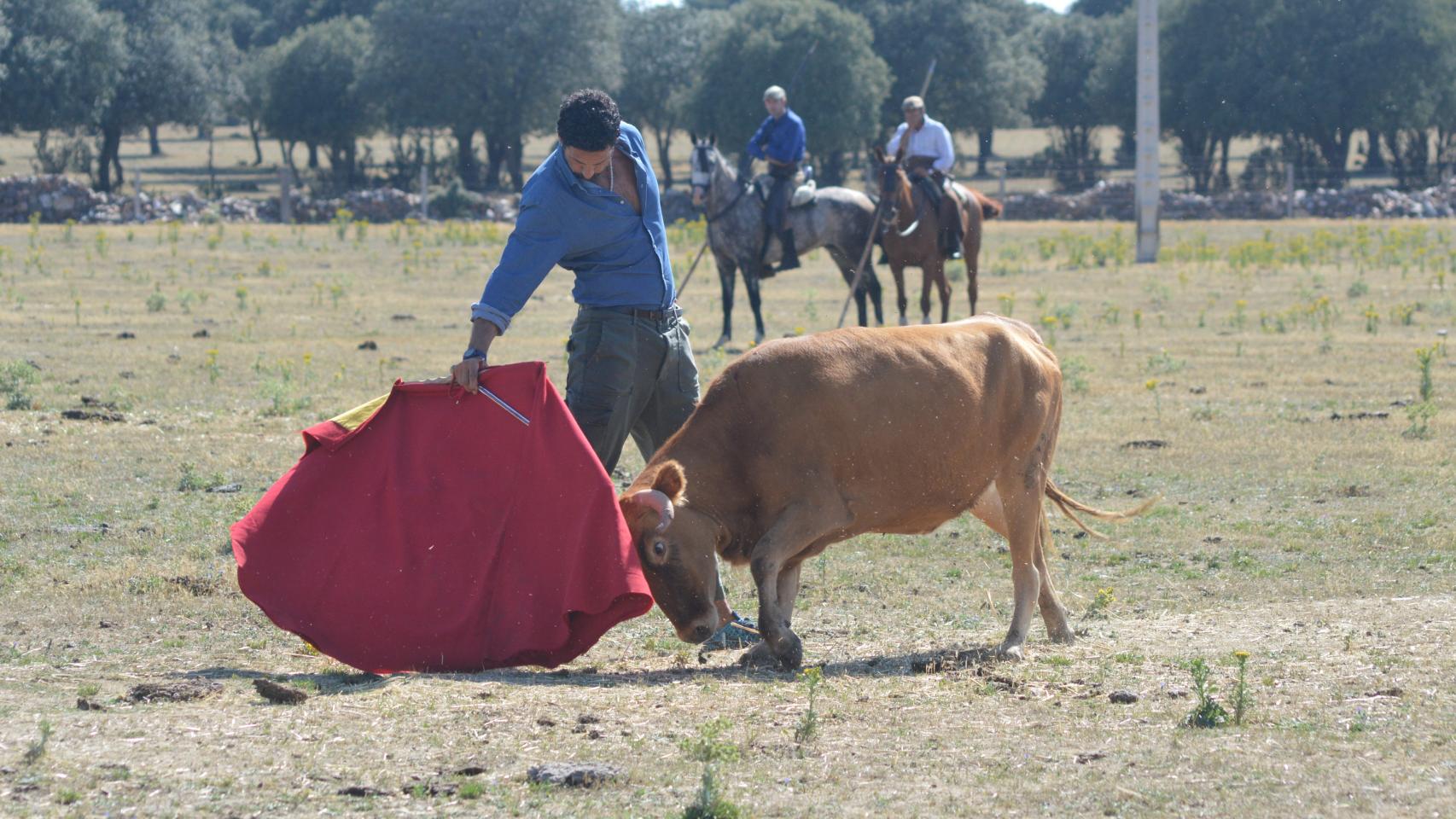 Toreo a campo abierto a cargo de Óscar Higares en la Finca Hermanos Valverde