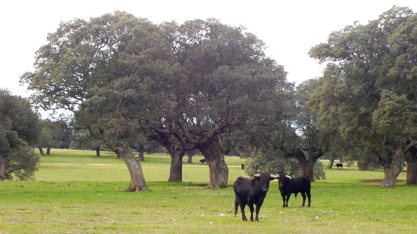 Toros en la dehesa