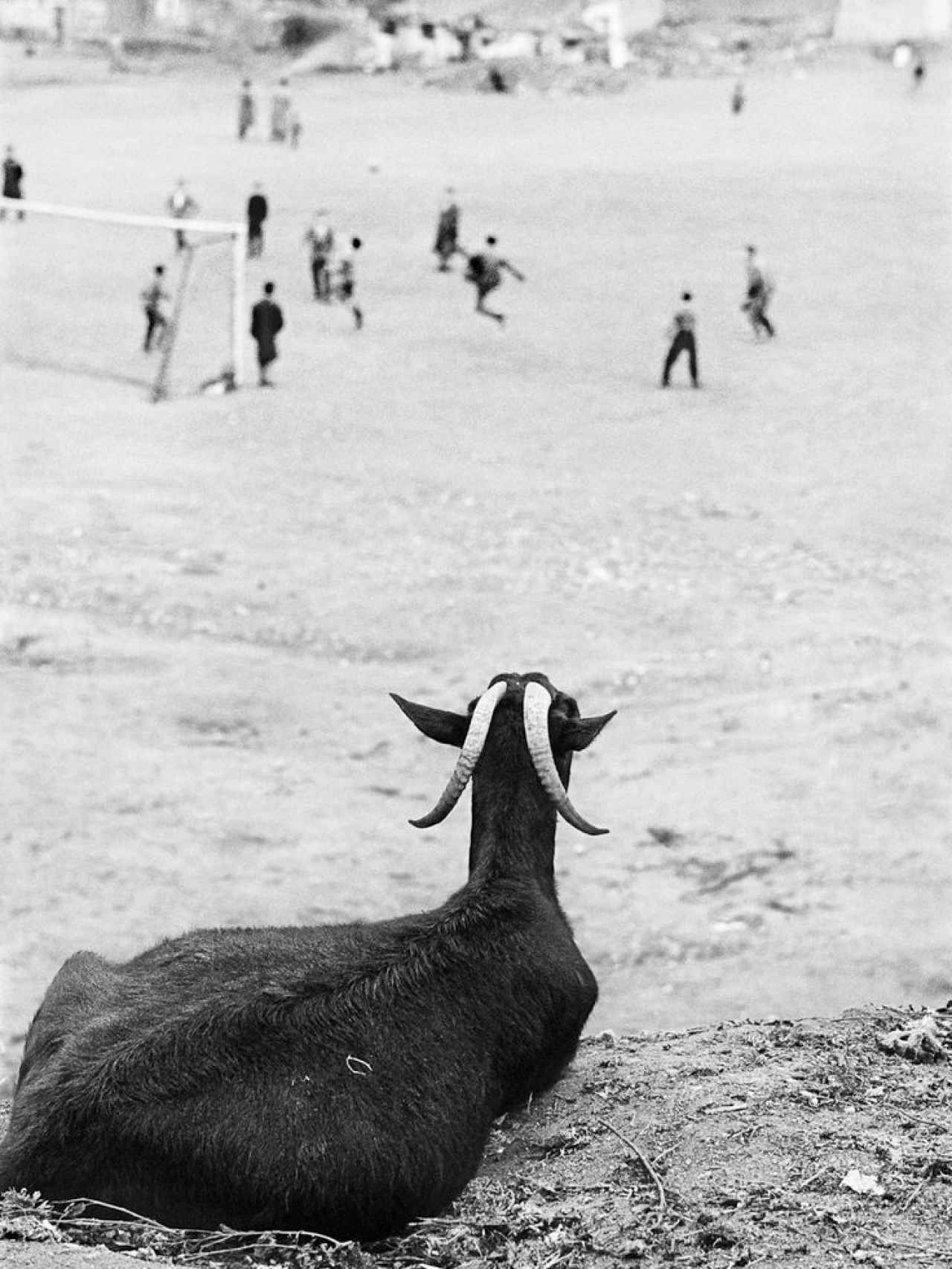 La cabra observando el partido.