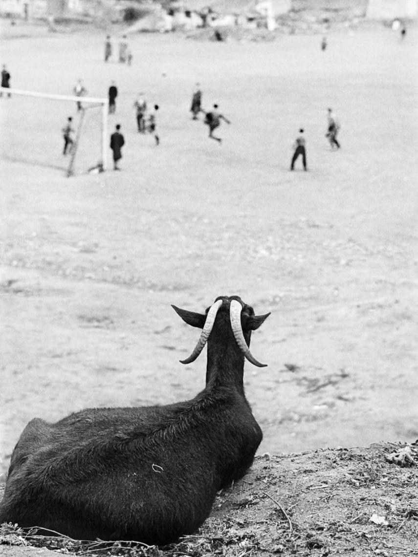La cabra observando el partido.