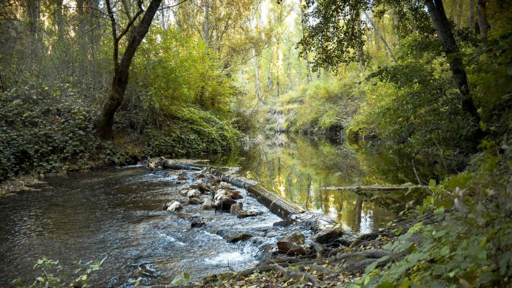 La belleza del río y los árboles se funden en la Senda de los Pescadores (Segovia)
