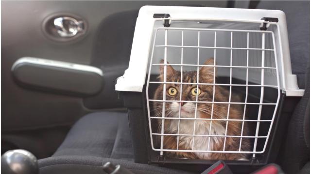 ¿Cómo viajar o hacer una mudanza con un gato? Claves de una veterinaria gallega