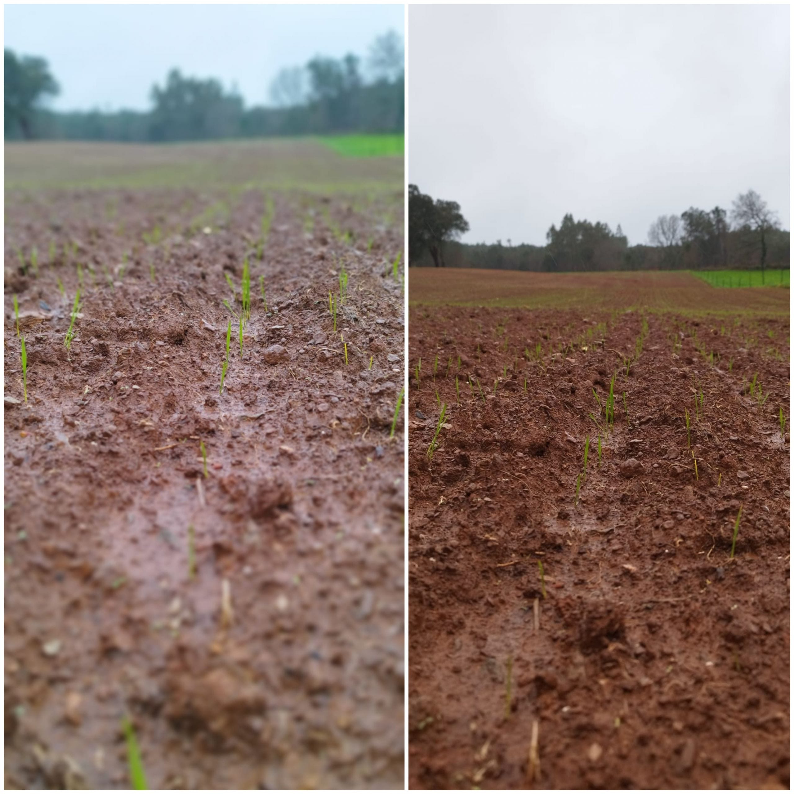 Estado actual del trigo de los Acuña en Lalín. Foto: Cedida