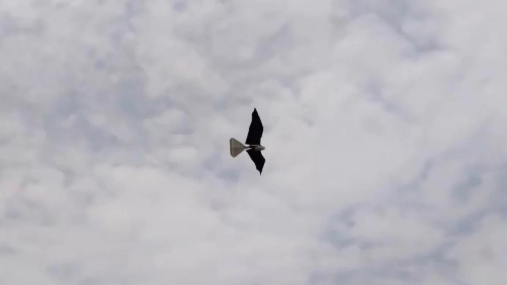 El dron que parece un pájaro para vigilar y atacar sin ser detectado: la aeronave que va a ...