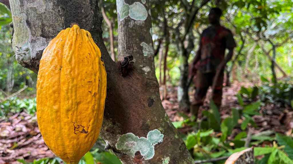 Una plantación de cacao en Costa de Marfil.