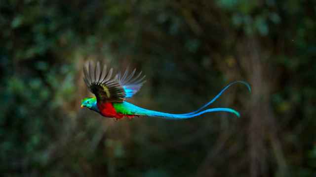 Imagen de un quetzal en pleno vuelo.