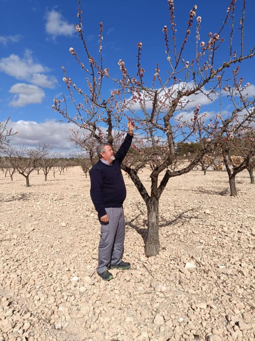 Paco revisando uno de sus almendros.