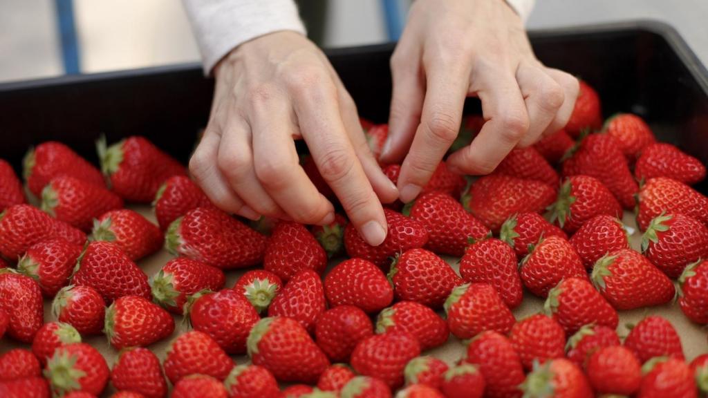 Imagen de una persona manipulando fresas durante su envasado.