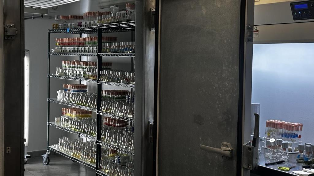 El laboratorio  de microalgas del Banco Español de Algas.