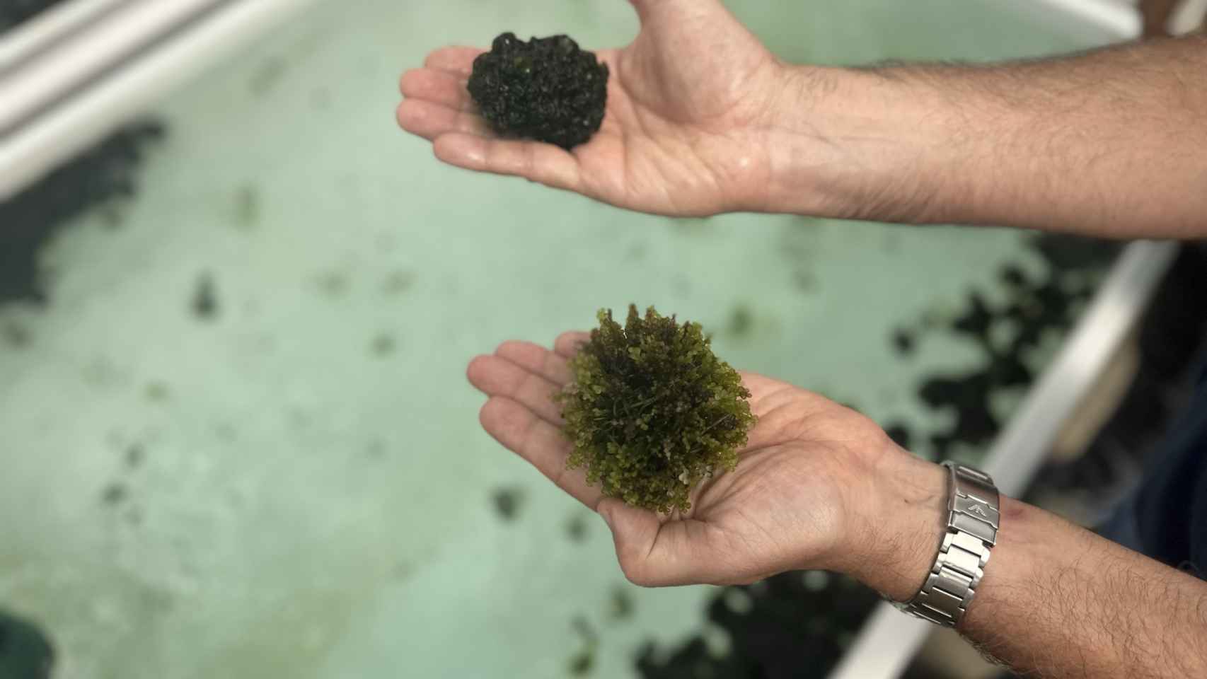 La uva de mar y otro alga que están cultivando en el Banco Español de Algas.