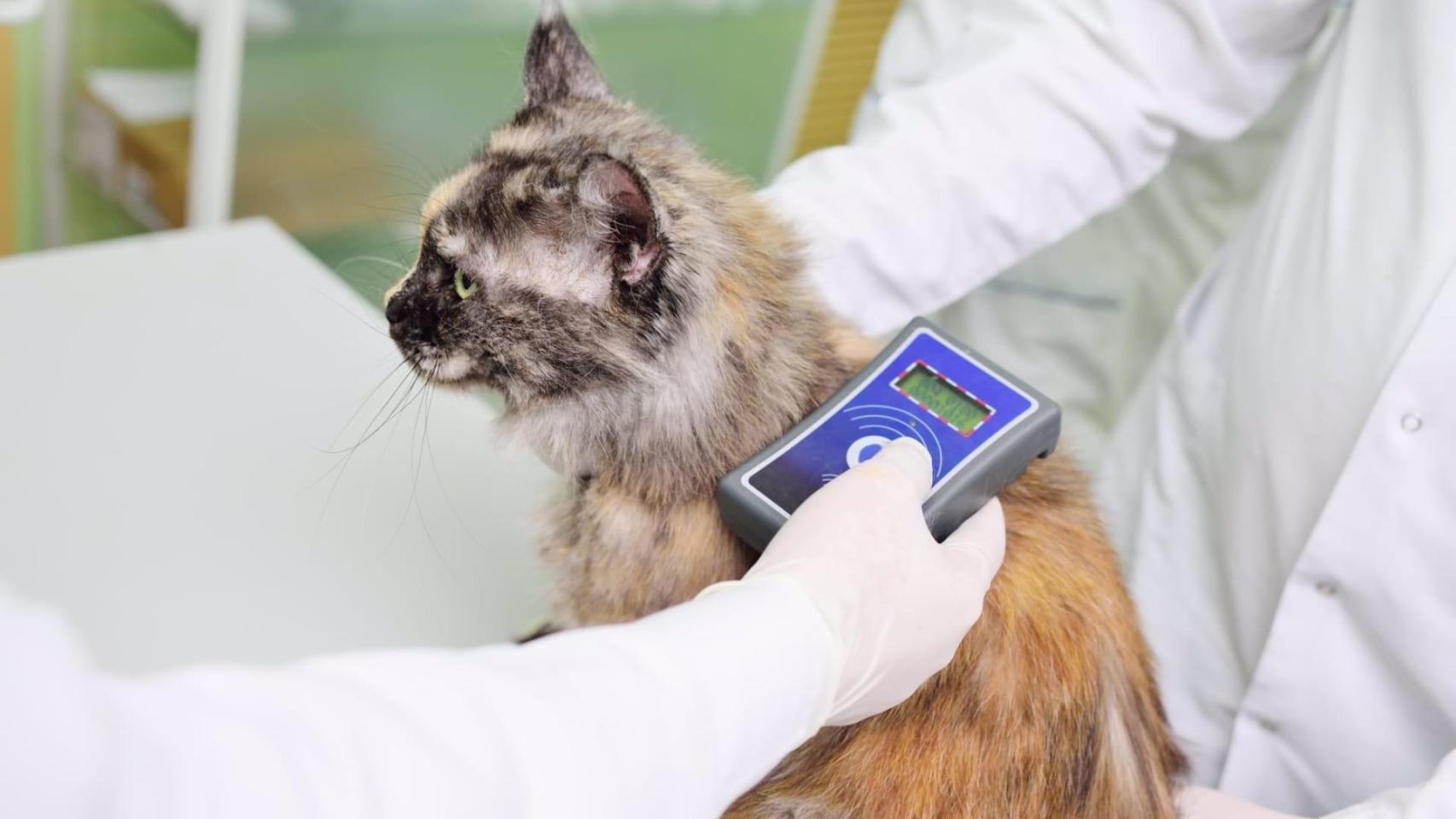 Un gato atendido en una clínica veterinaria.