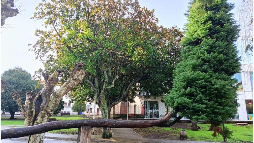 Sugi en el jardín centenario del campus de Ferrol