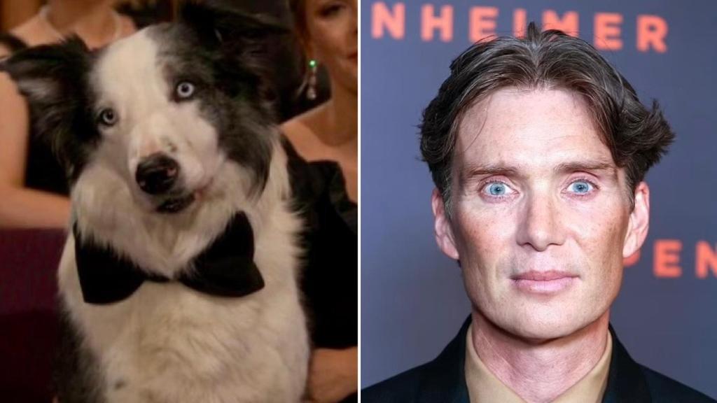 A la izquierda, el perro Messi. A la derecha, el actor Cillian Murphy