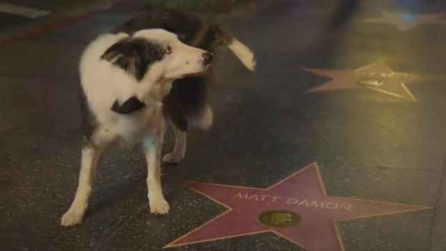 Messi, el perro de Anatomía de una caída, meando la estrella de Matt Damon en el Paseo de la Fama de Hollywood