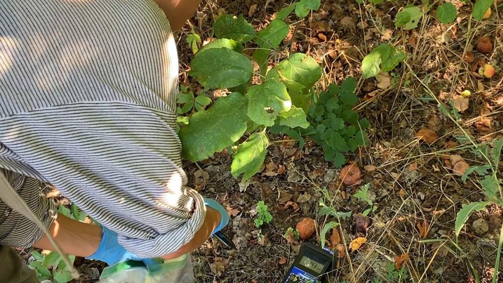 Tintori, en uno de los experimentos de medición de radiación.