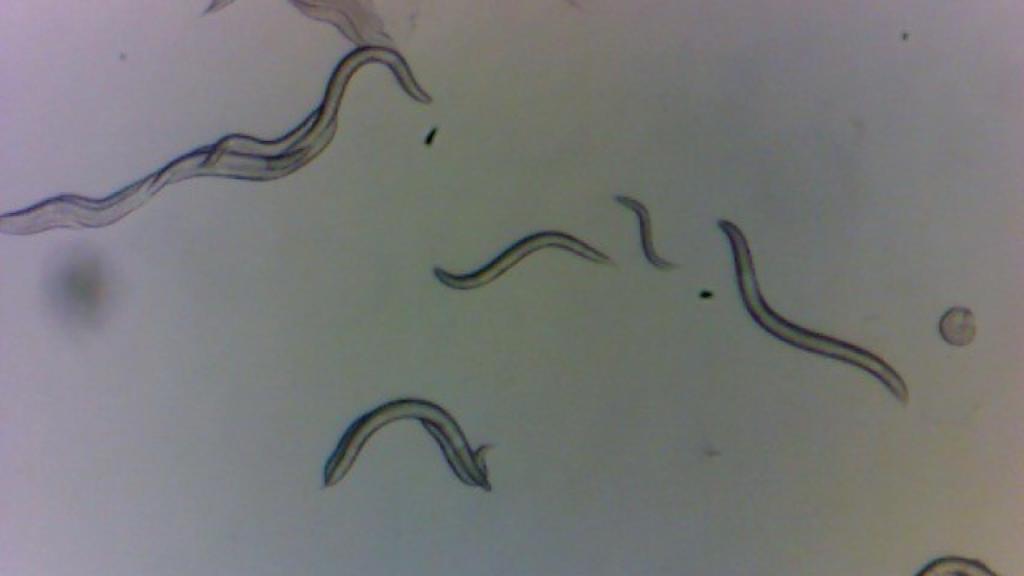 Gusanos recolectados en la zona de exclusión de Chernóbil.