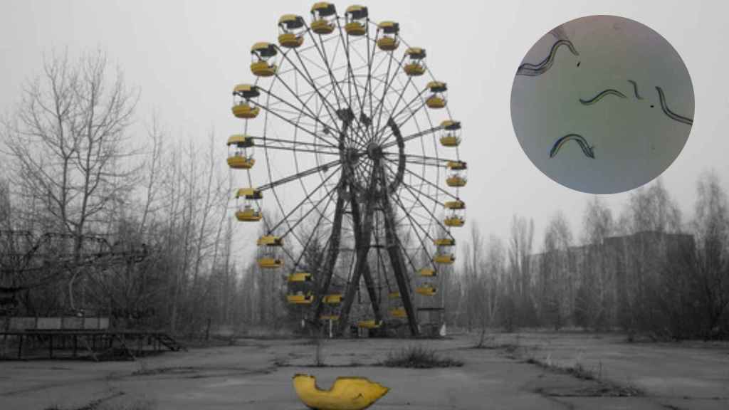 Ejemplares de gusanos resistentes a la radiación recolectados en Chernóbil.