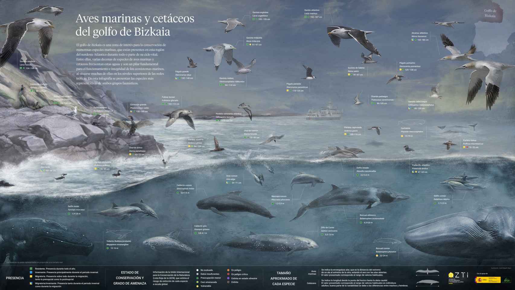 Infografía que incluye las especies más representativas en el golfo de Vizcaya.