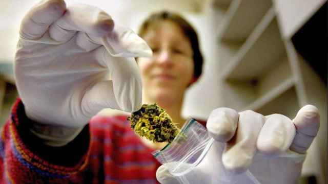 Una científica tratando cannabis en un laboratorio