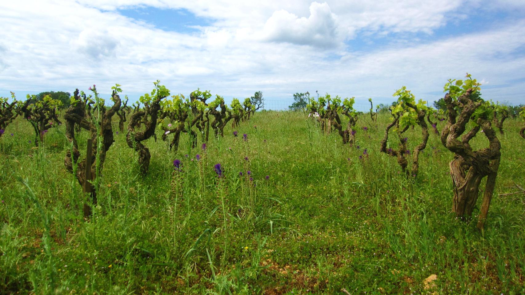 Viñas en mayo