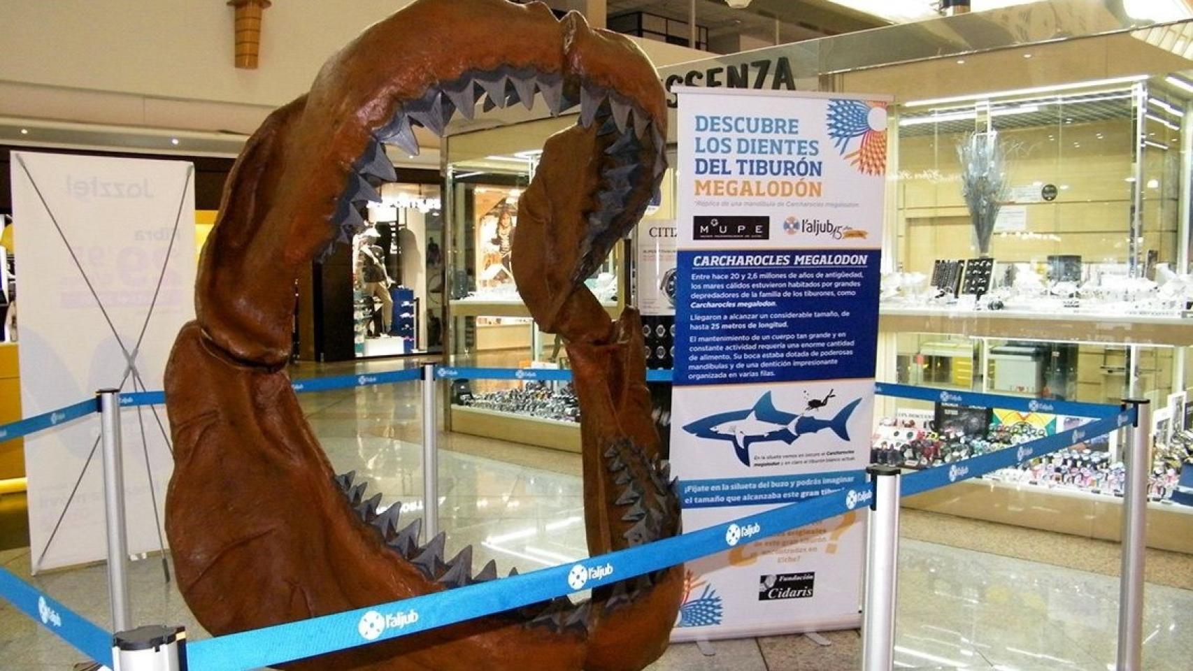 La representación de la mandíbula del megalodón del MUPE en una exposición en L'Aljub.