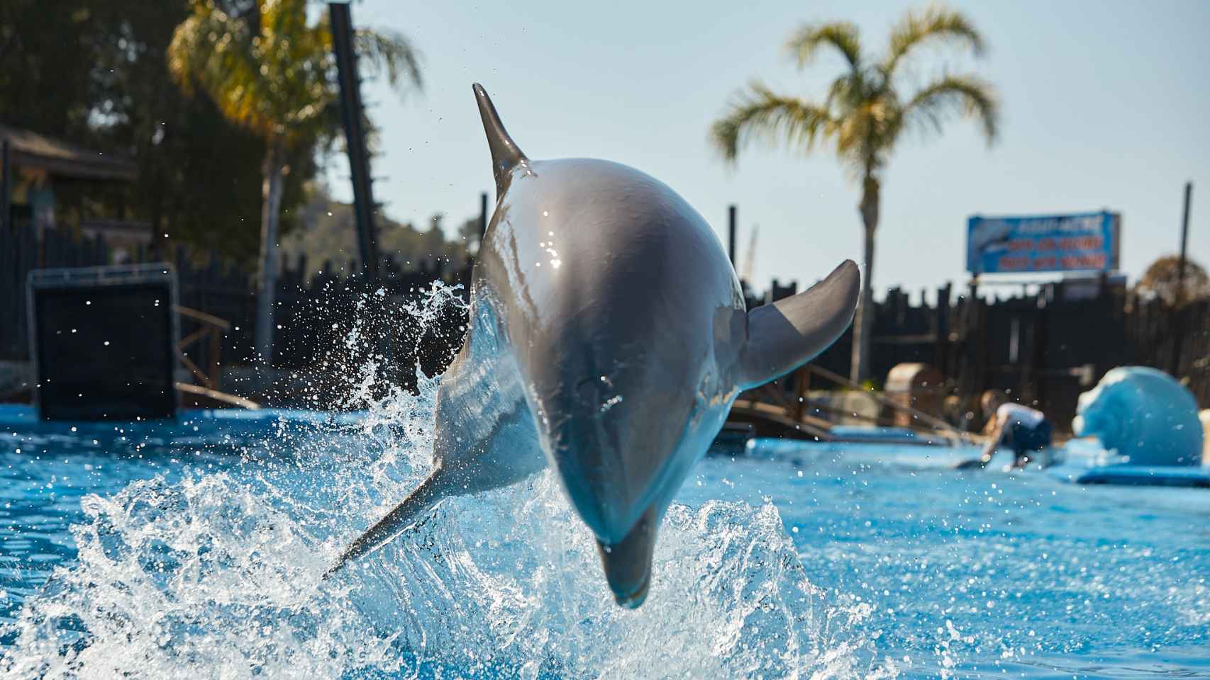 Mundomar abre sus puertas el próximo 23 de marzo con delfines, leones marinos y mamíferos  exóticos