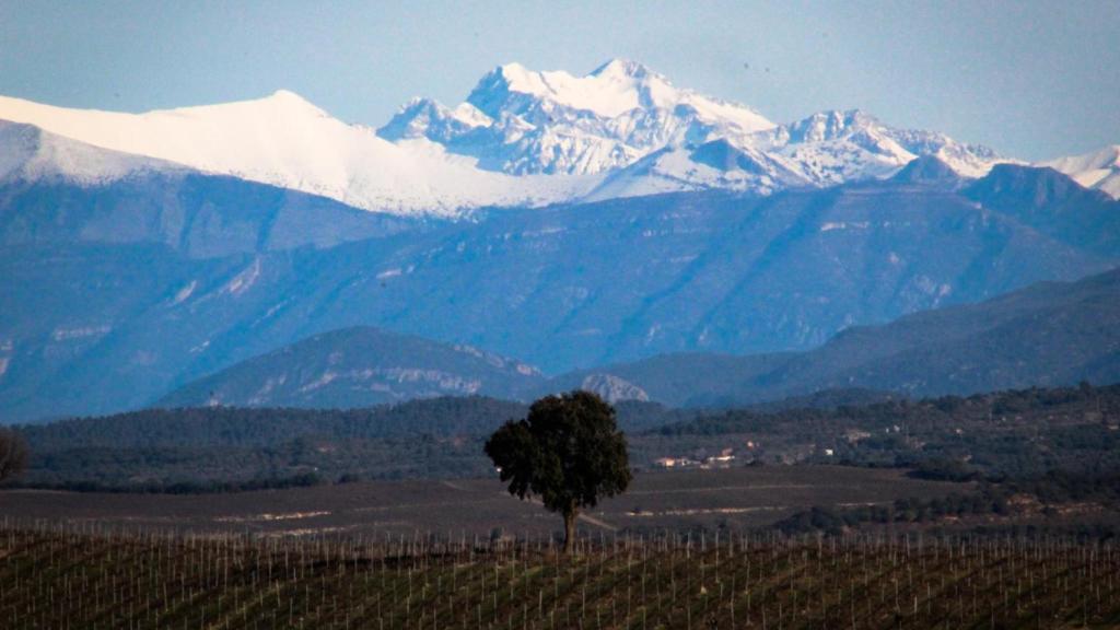 Viñedos de Somontano.