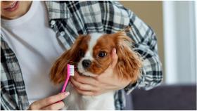 Dentista para perros y gatos en Galicia: Hasta el 80% tienen enfermedad periodontal