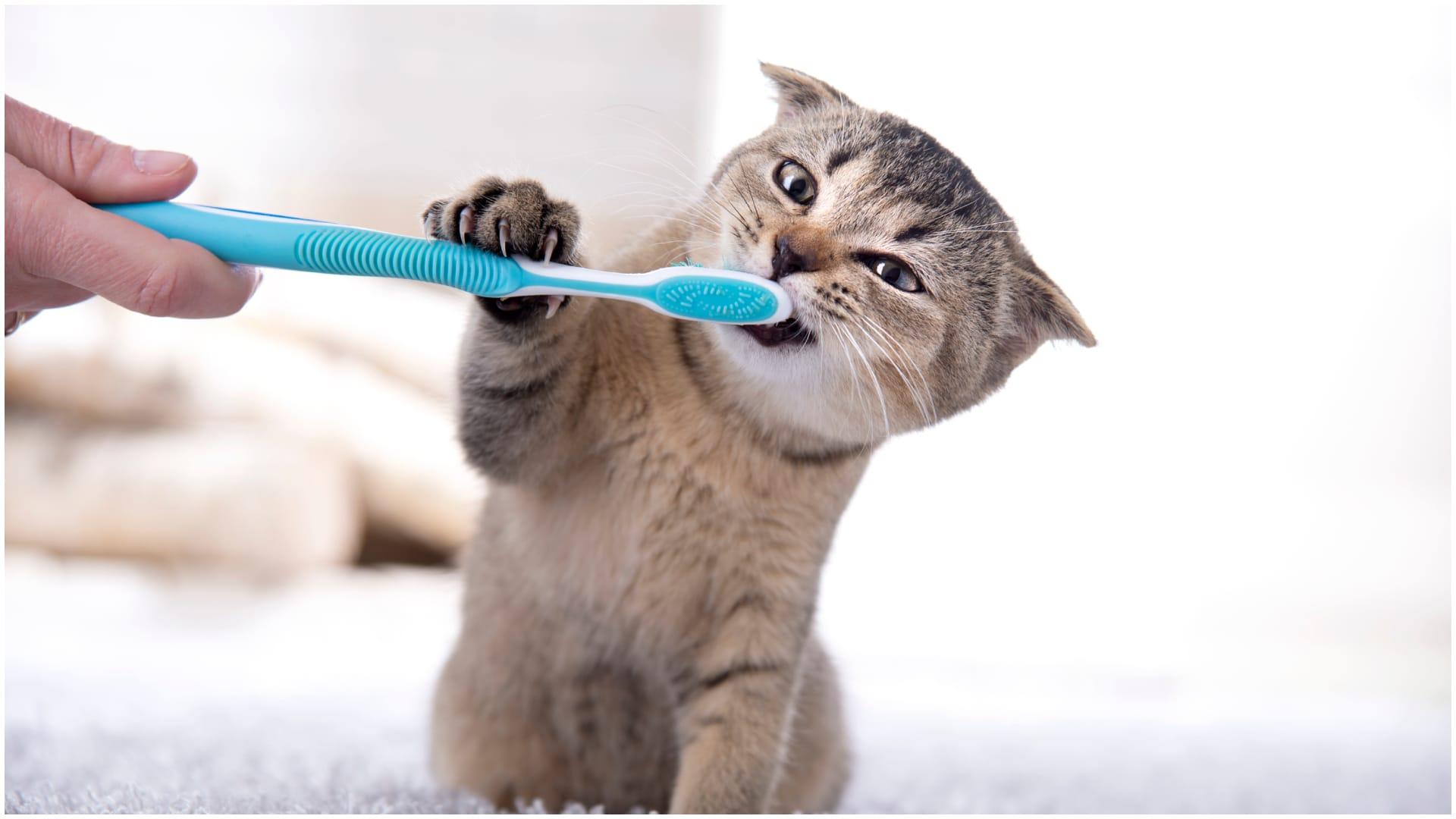 Cepillado de dientes a un gato (foto: Shutterstock)