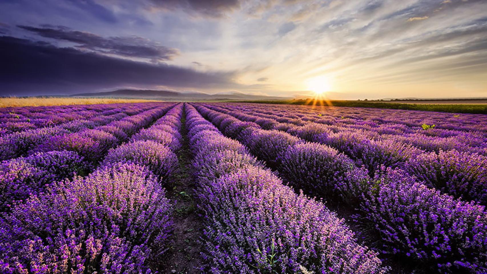 Campo de lavanda en Brihuega