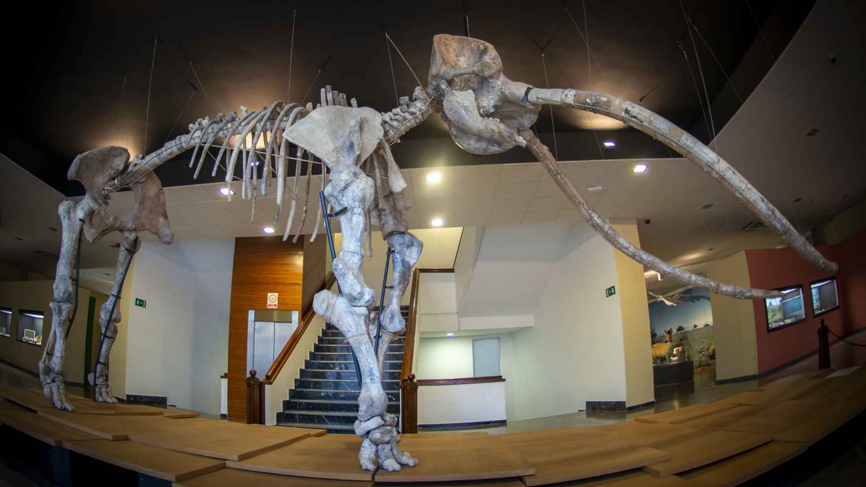 El esqueleto de mastodonte que se expone en el Museo de Ciudad Real.