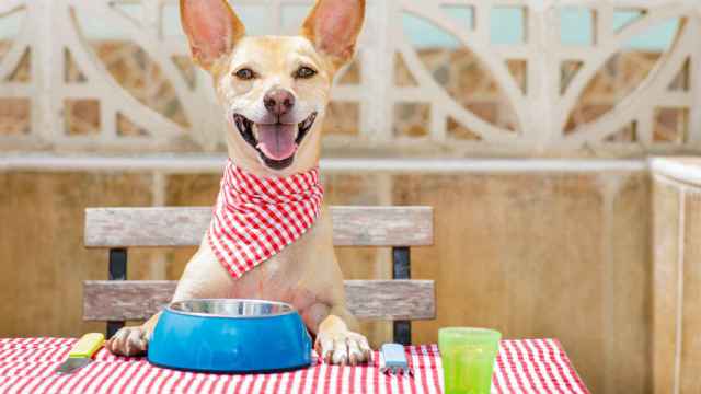Menú barf, latas gourmet, tapas y hamburguesas, así es el primer bar gallego para comer con tu perro
