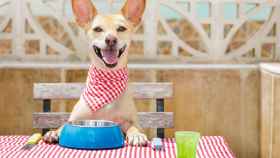 Menú barf, latas gourmet, tapas y hamburguesas, así es el primer bar gallego para comer con tu perro