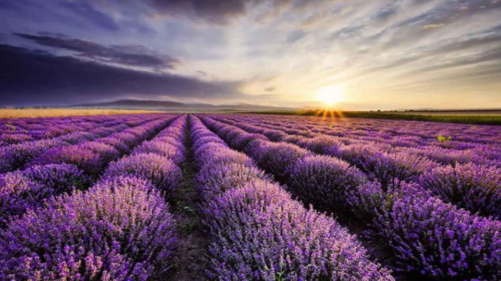 Campos de lavanda de Brihuega.