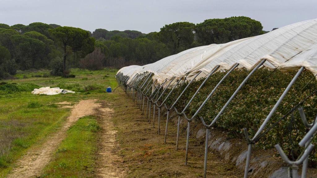 Cultivos de Doñana.