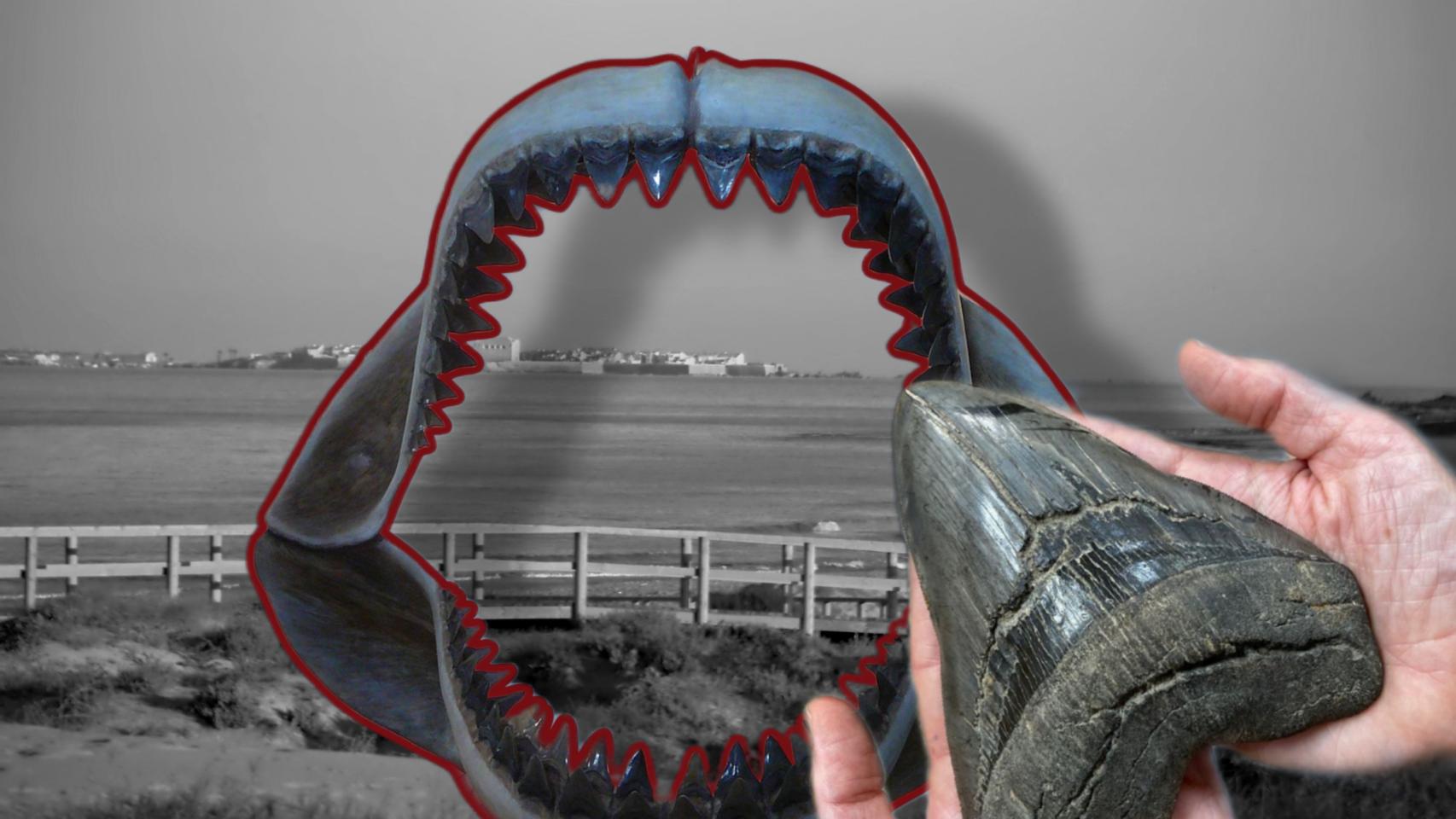 Fotomontaje con una mandíbula de megalodón y un diente de una exposición del MUPE llegado de Estados Unidos, más grande que los que tiene el centro.