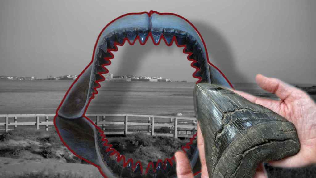 Fotomontaje con una mandíbula de megalodón y un diente de una exposición del MUPE llegado de Estados Unidos, más grande que los que tiene el centro.