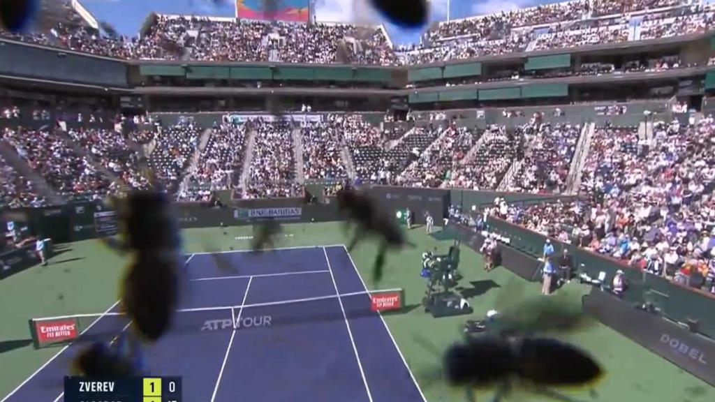 Imagen de las abejas en una de las cámaras de televisión en el partido entre Alcaraz y Zverev.