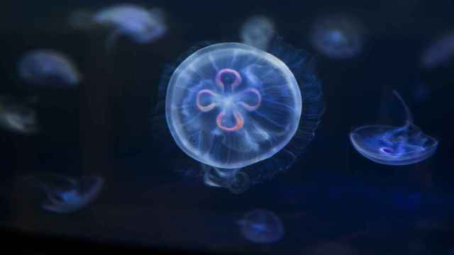 Imagen de archivo de una medusa.
