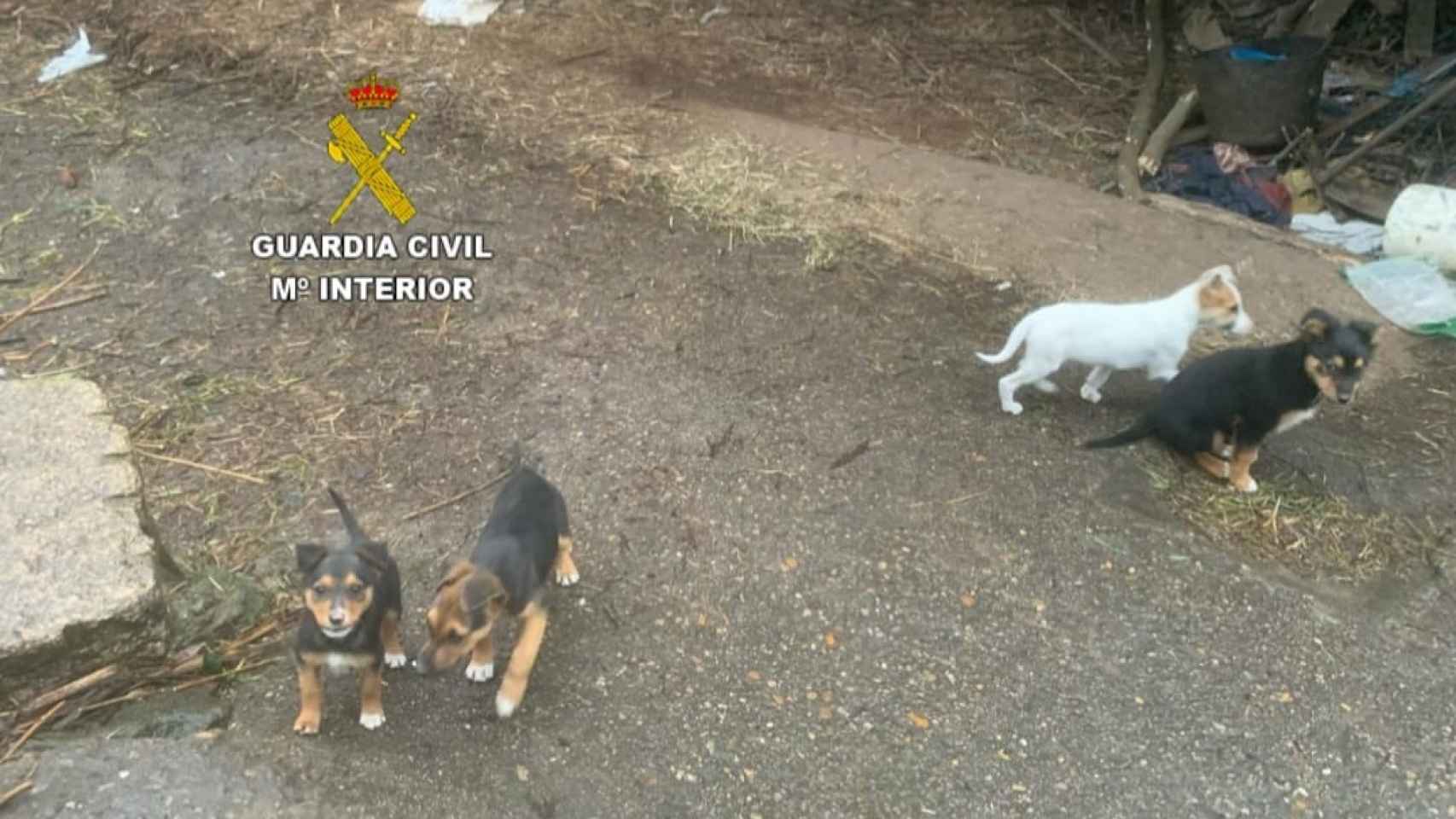 Cachorros abandonados en Tui (Pontevedra).