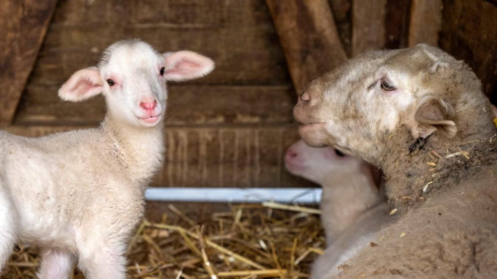 Algunas de las ovejas en el parque temático ovino de Matallana