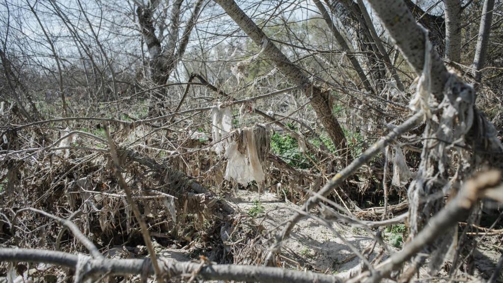 La basura se acumula en las ramas de los troncos abatidos.