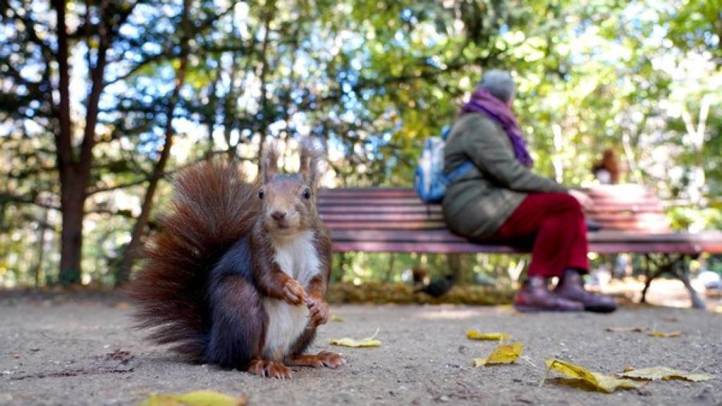 Una ardilla en el Campo Grande de Valladolid