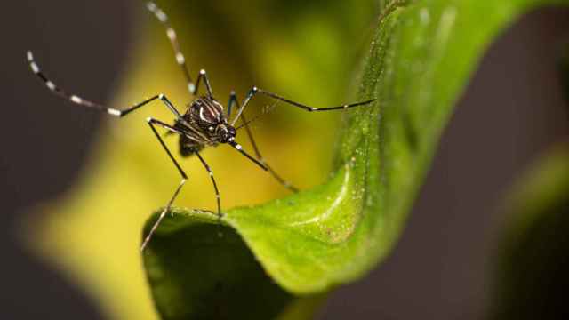 Imagen de archivo de un mosquito que transmite el dengue en Brasil. iStock