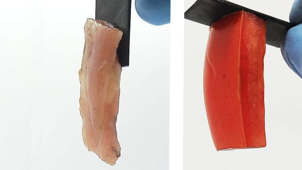 Un trozo de pollo y un pedazo de tomate pegados de manera permanente a una superficie dura gracias a una descarga eléctrica.