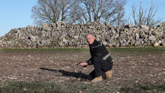El agricultor Santiago Arnáiz busca algún ejemplar de zagro en una de sus fincas de Espinosa de Cerrato (Palencia) donde se observan zonas sin planta de cereal causadas la plaga