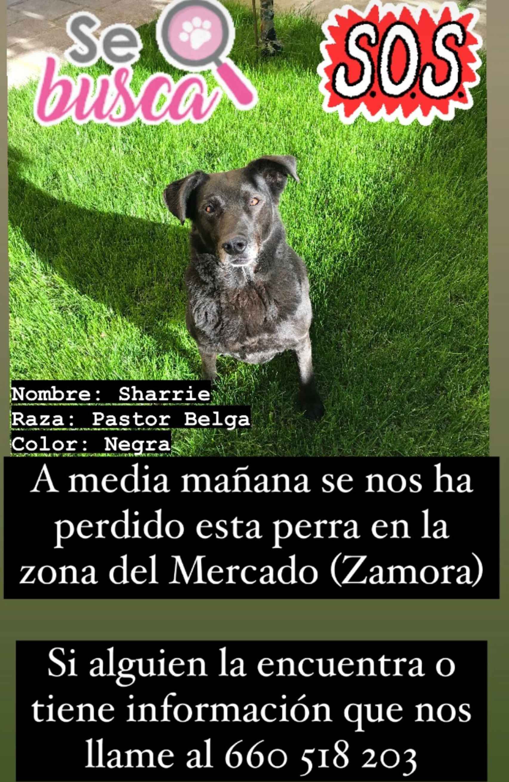 Información sobre la perra desaparecida en Zamora