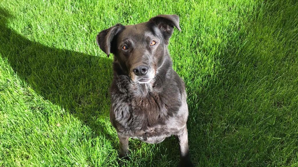 Sharrie, la perra desaparecida en Zamora