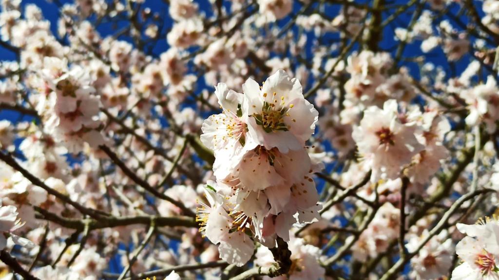 Un árbol en flor en El Bierzo.