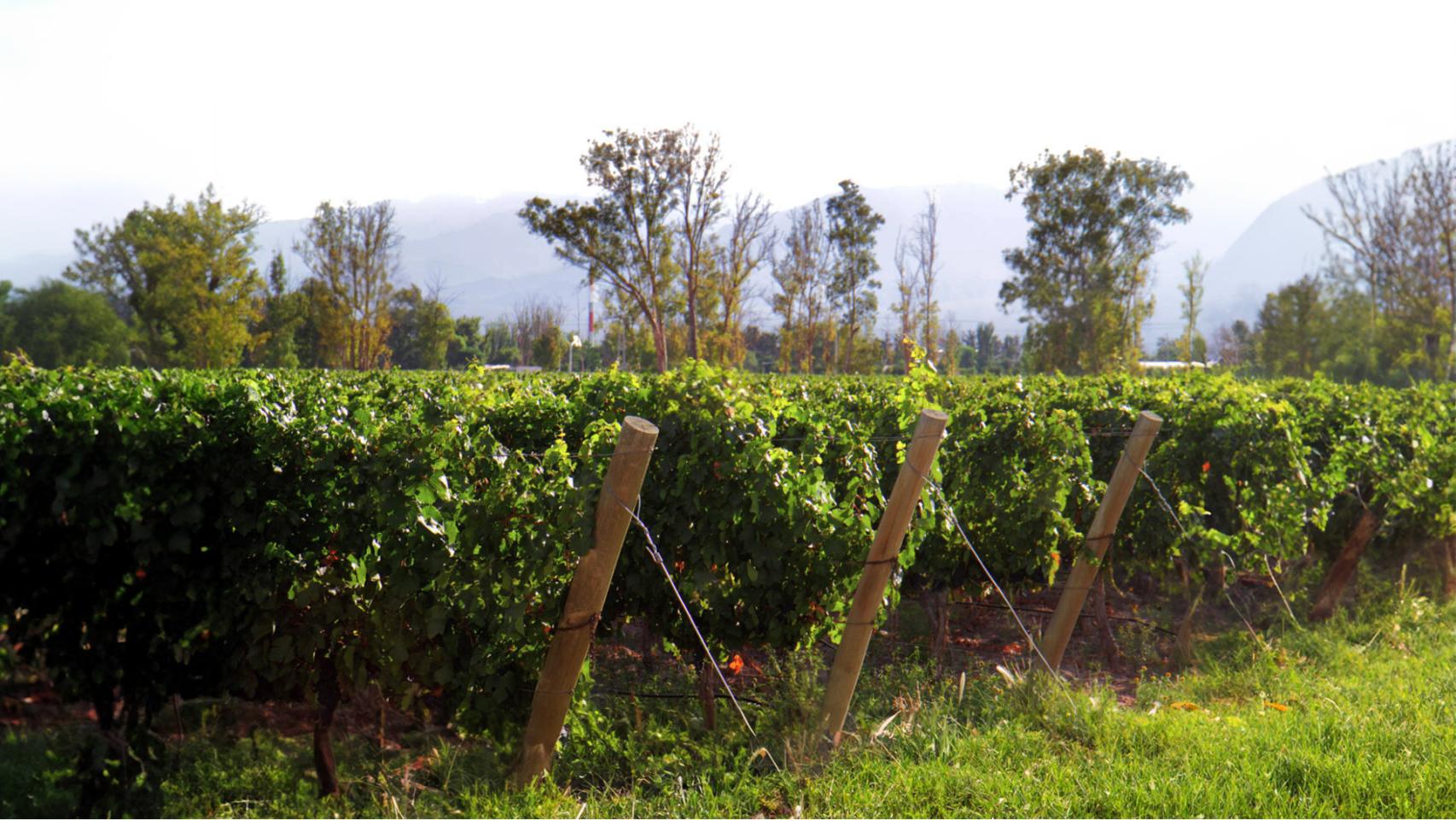 Malbec que se convertirá en Destino.